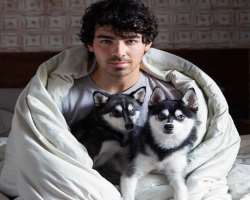 He is fond of dogs, he along with Sophie has adopted two dogs named Waldo Picasso Jonas and Porky Basquiat Jonas He is fond of dogs, he along with Sophie has adopted two dogs named Waldo Picasso Jonas and Porky Basquiat Jonas.